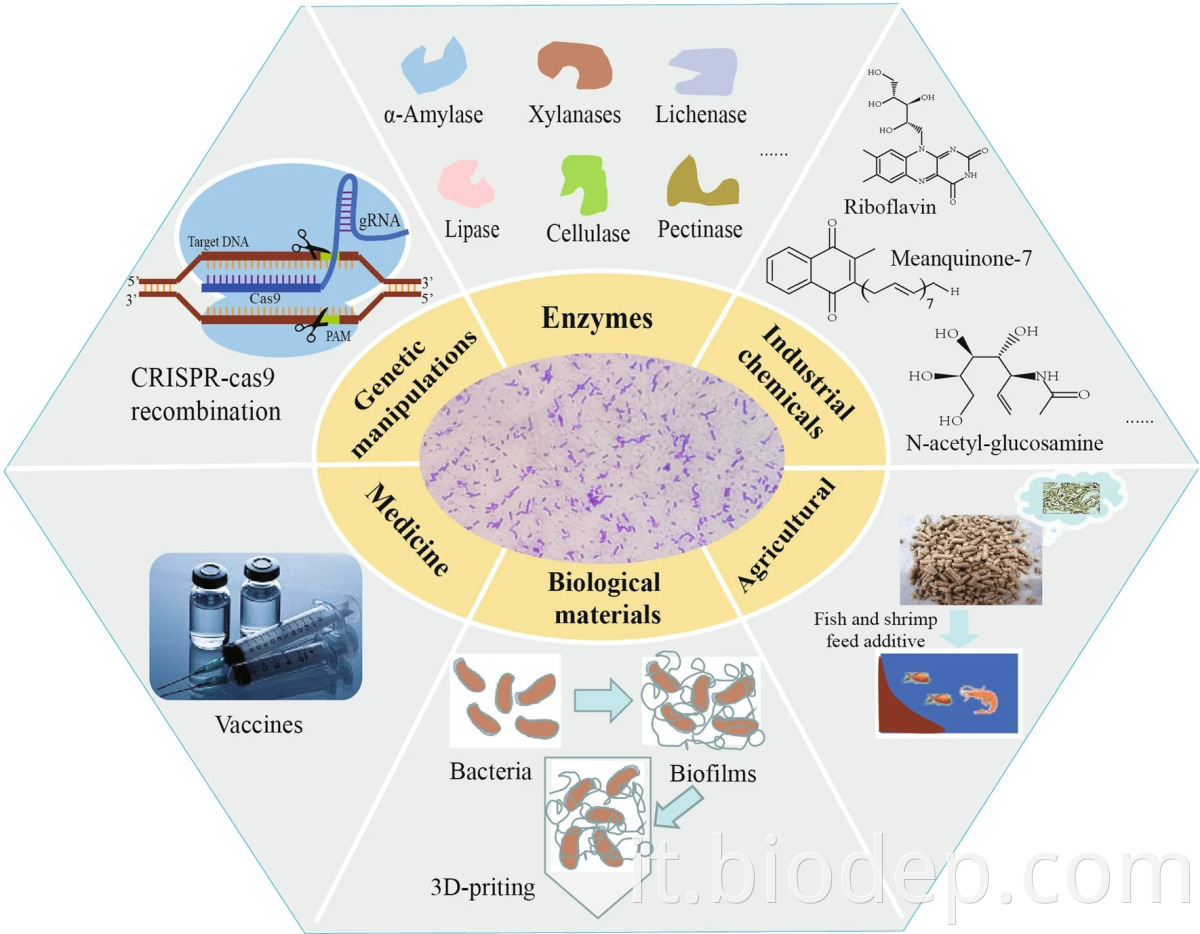 lactococcus lactis2